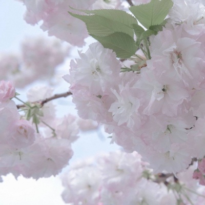 兽设花海场景设计FurryQQ群